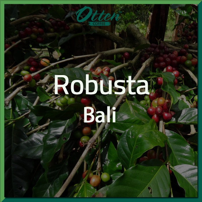 Green Bean Kopi Robusta Bali - 1 Kg - Biji Kopi Mentah Siap Roasting - Otten Coffee