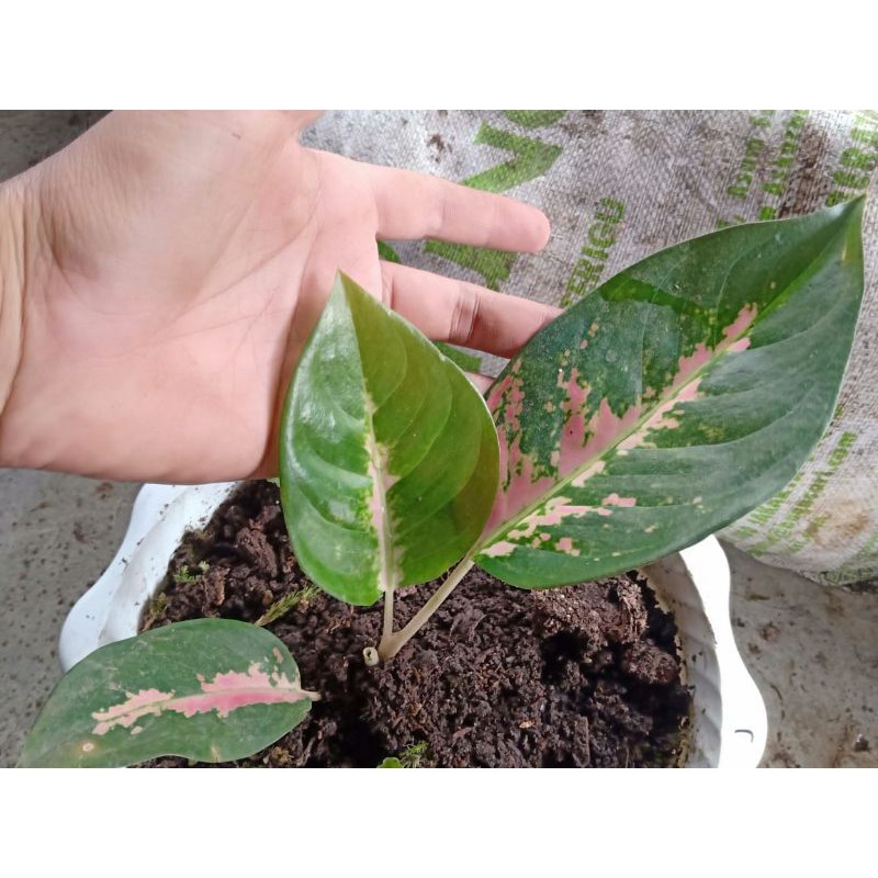 tanaman hias Aglonema anakan red kochin