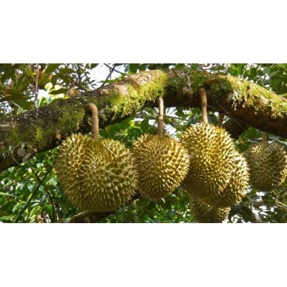 bibit buah durian montong asli super