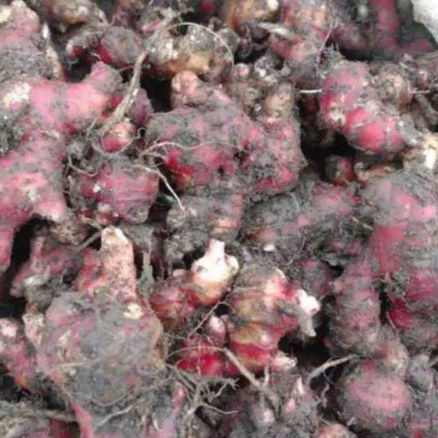 

Jahe merah 250 gr