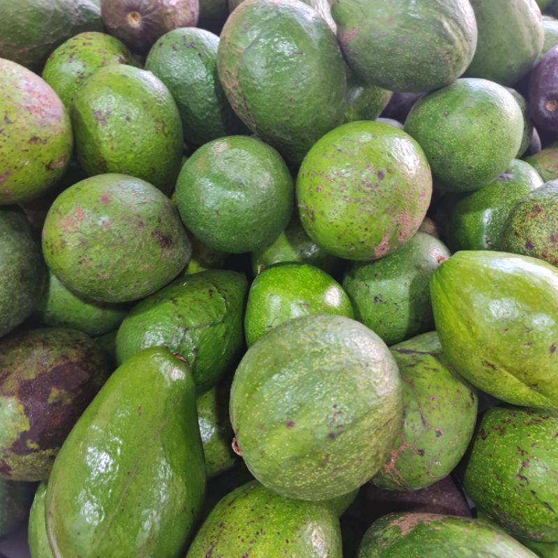 buah alpukat mentega 1kg