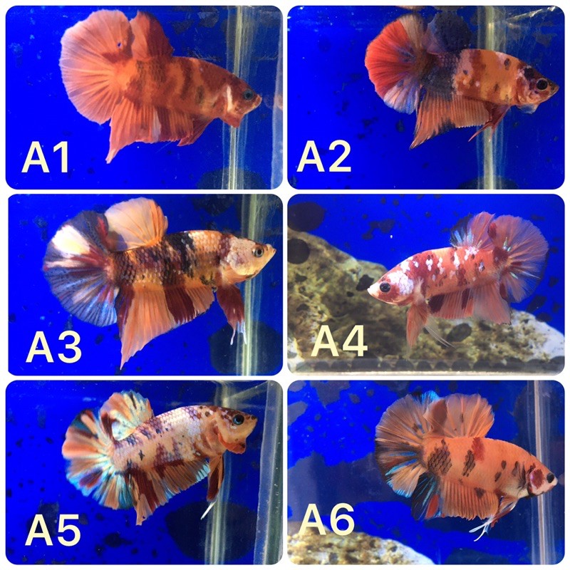 PLAKAT NEMO LEOPARD, NEMO MULTI, NEMO GALAXY (Real Pict)