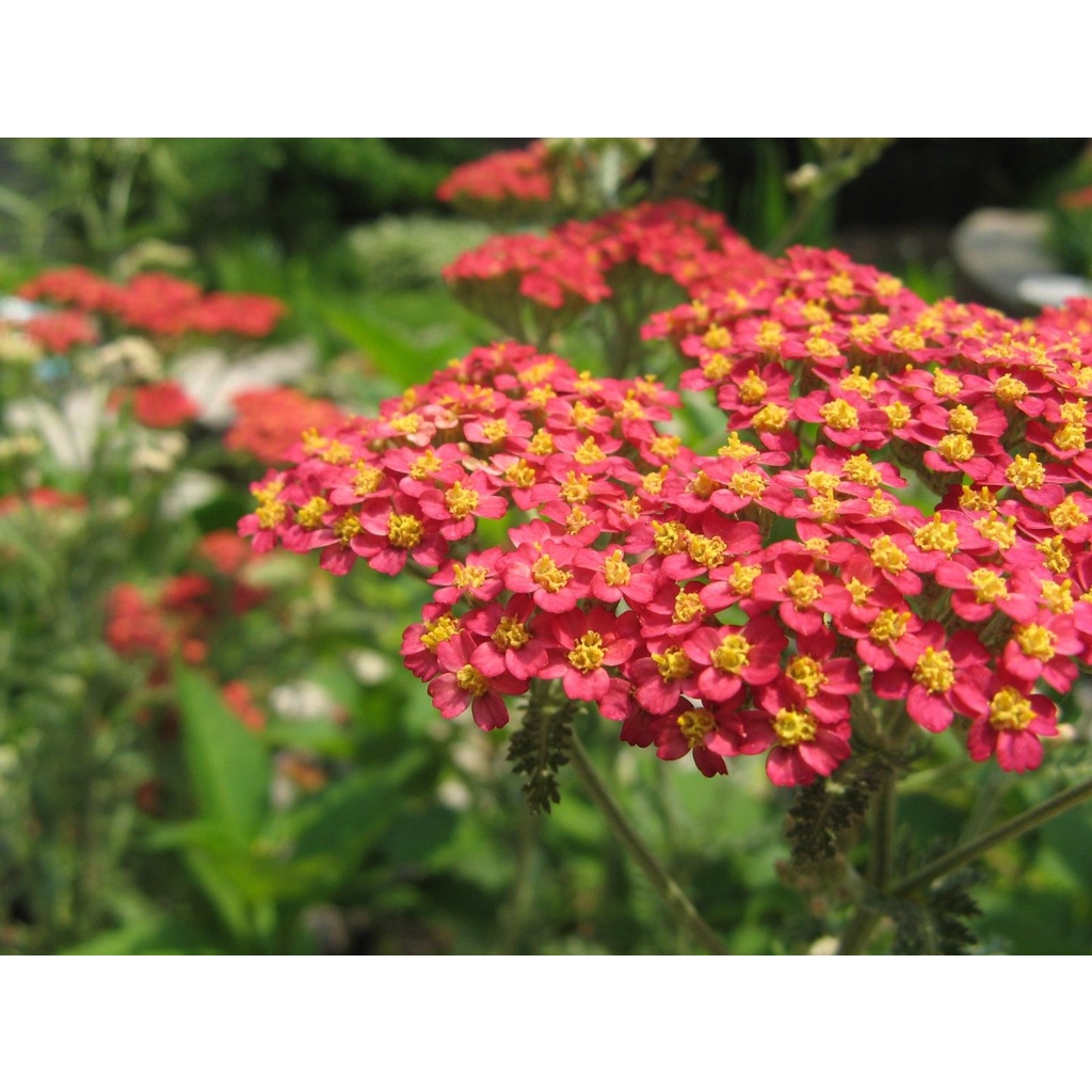 Benih Bibit Biji - Bunga Achillea Millefolium Rubra Red Yarrow Flower Seeds - IMPORT