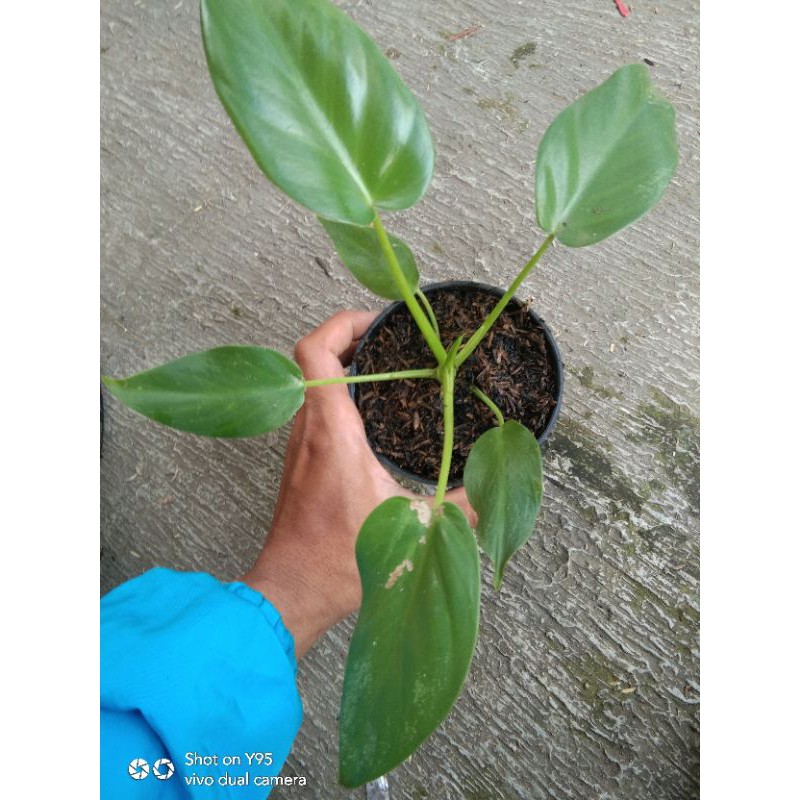 philodendron marble (giganteum)