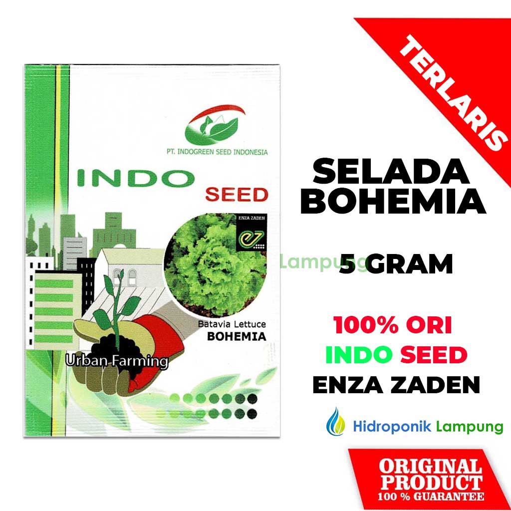 BENIH BIBIT SELADA LETTUCE BOHEMIA ENZA ZADEN INDO SEED 5 GR