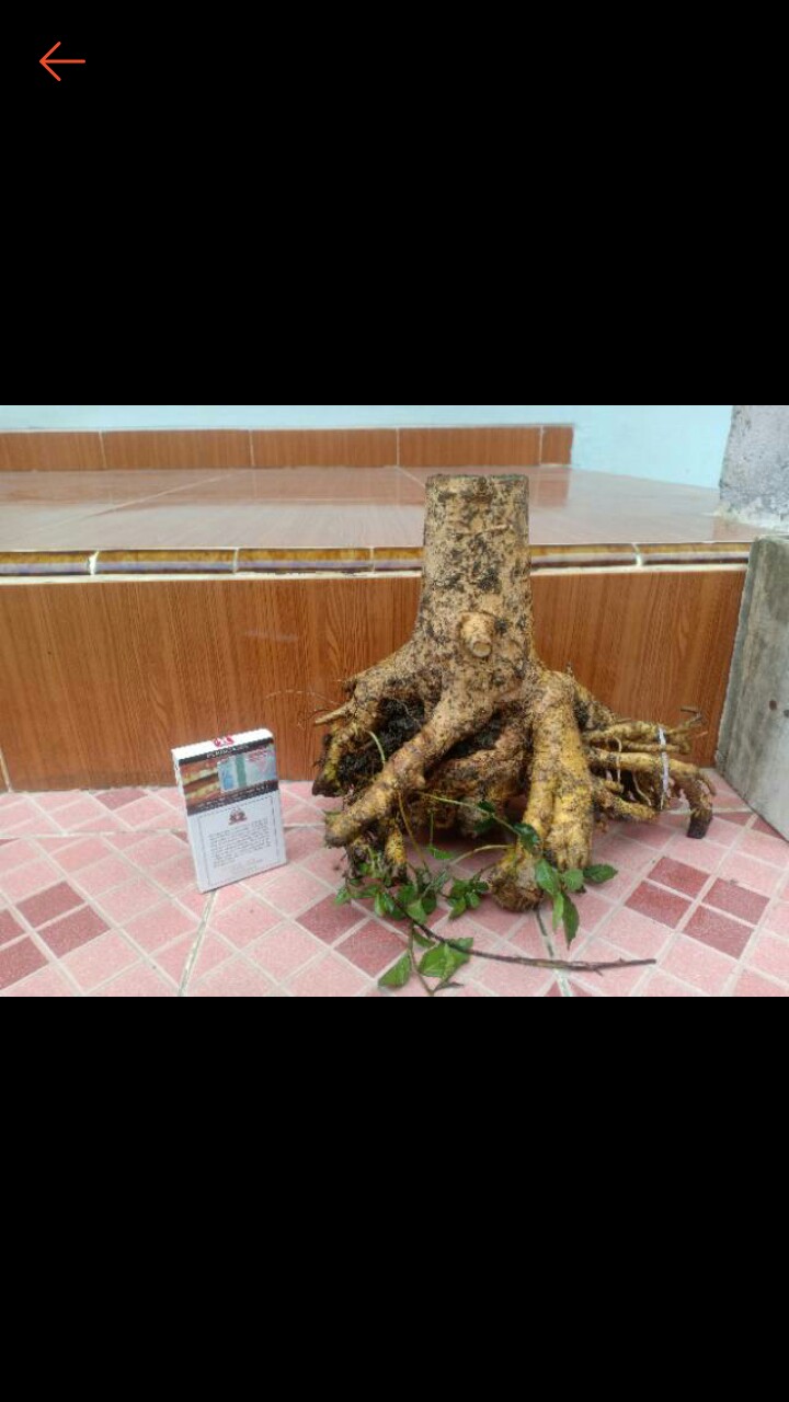 Bahan Bonsai Serut Hasil Dongkel Di Jamin Masih Fresh