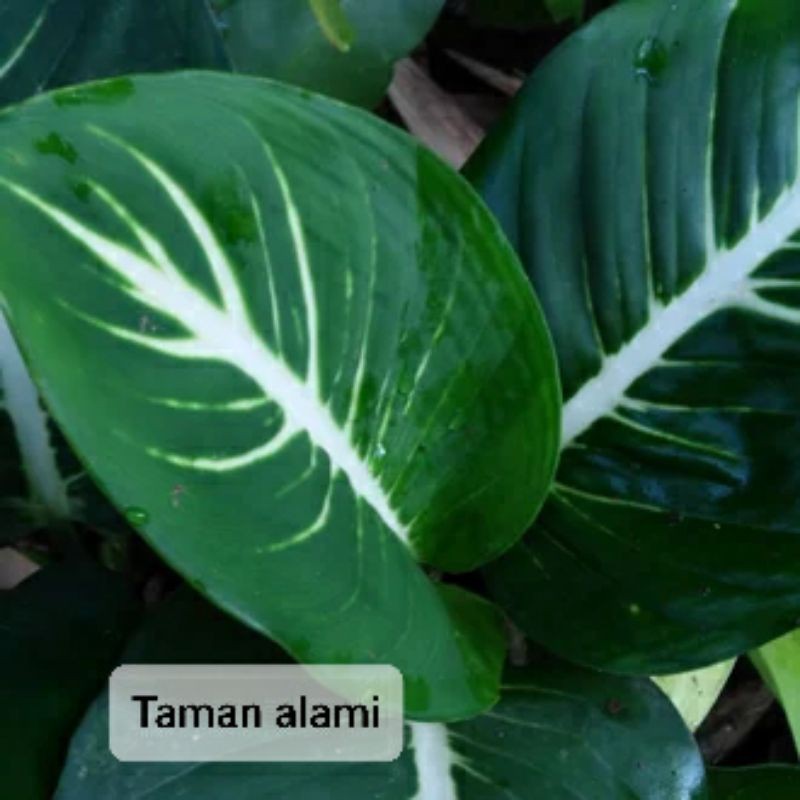 Tanaman hias sri rejeki neon - tanaman blanceng neon  -