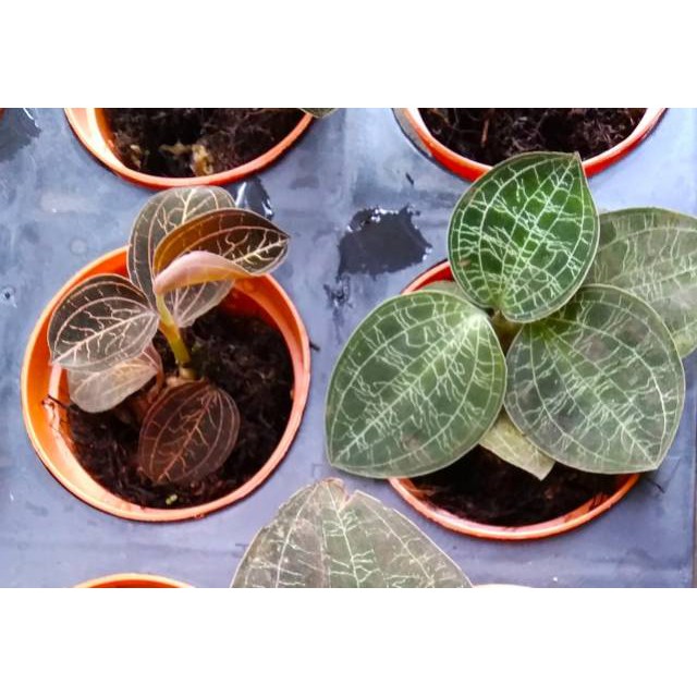 tanaman hias anggrek jewel macodes - jewel orchid macodes - tanaman hias bunga
