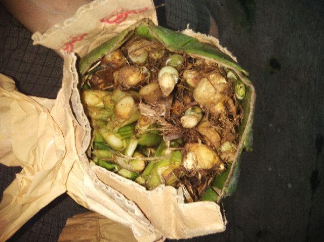 Paket 5 Kilo Bibit Rumput Odot Segar Paket  Pakan Ternak