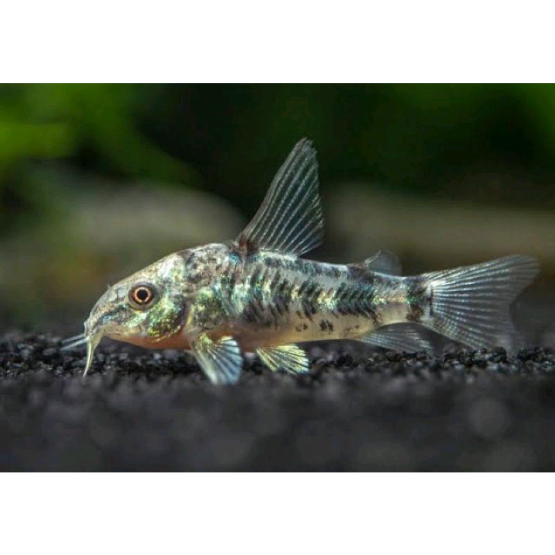 ikan hias indukan corydoras paleatus