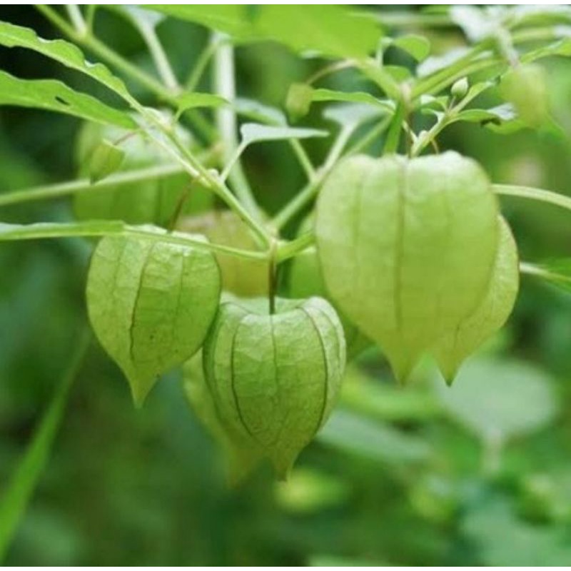 tanaman ciplukan/cecenet/bibit pohon buah ciplukan/tanaman herbal ciplukan/cecenet
