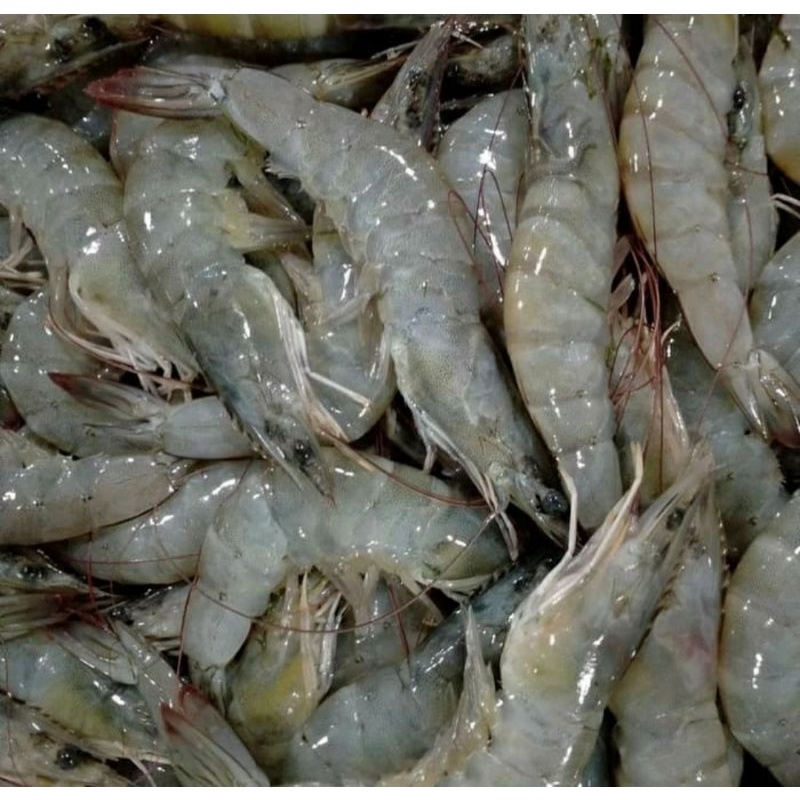 

Udang Sedang Vaname 1000gram
