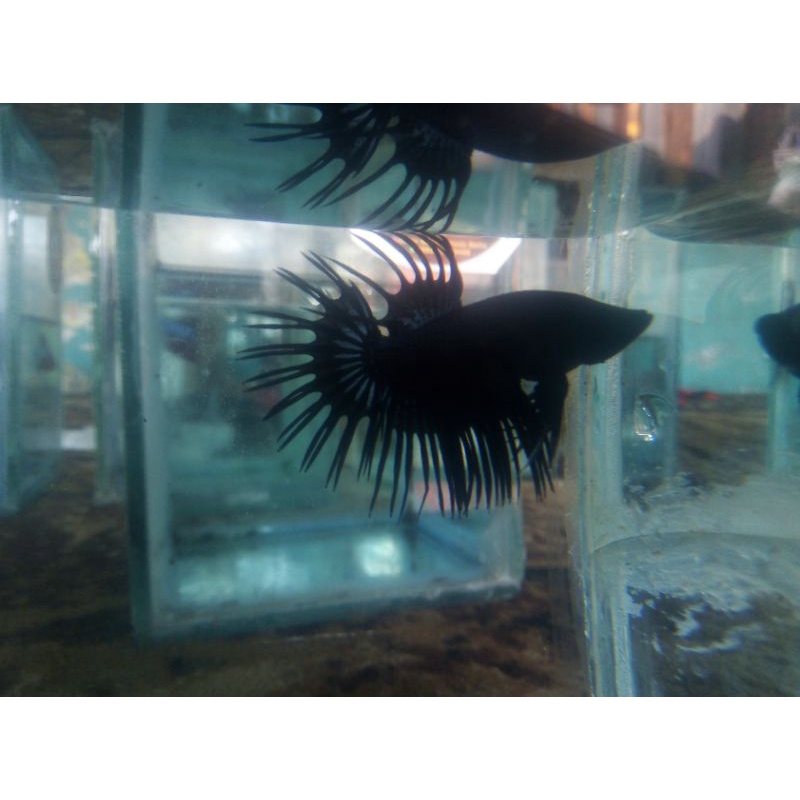 cupang Black orcid plakat