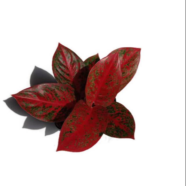 Aglaonema  Stardust