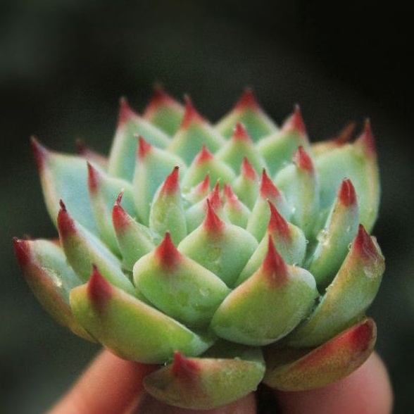 Echeveria chihuahuaensis chihuahua/Echeveria import/Echeveria