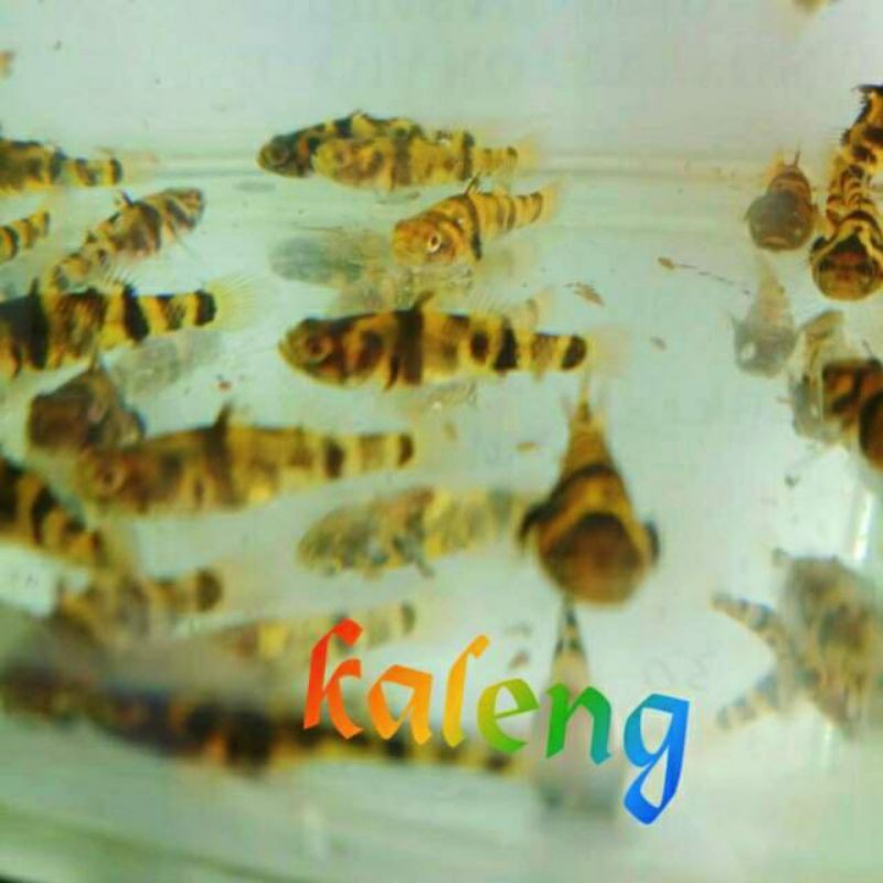 mini Tiger bumble bee goby