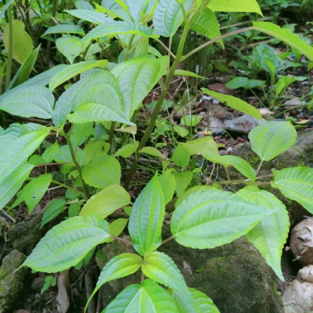 

Daun pohpohan segar mantap 1000gram