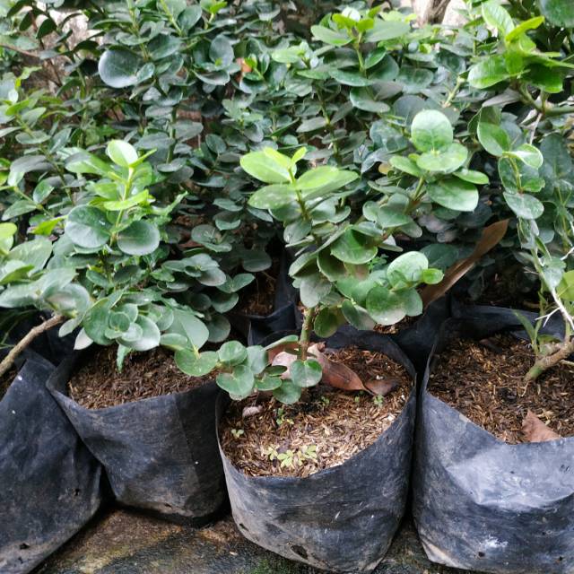 Bahan Bonsai Natal Plum Barito