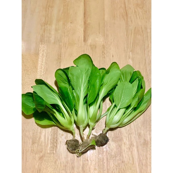 

sayur pakcoy hidroponik fresh