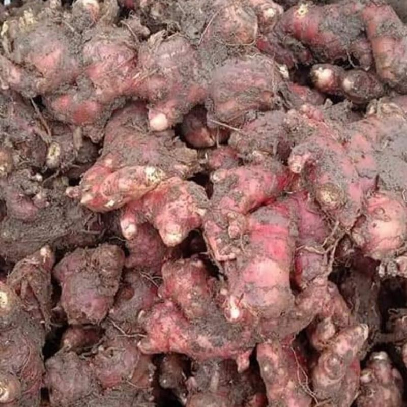 

JAHE MERAH SEGAR 1KG