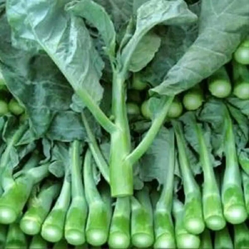 bebih bibit kailan tanaman hidroponik