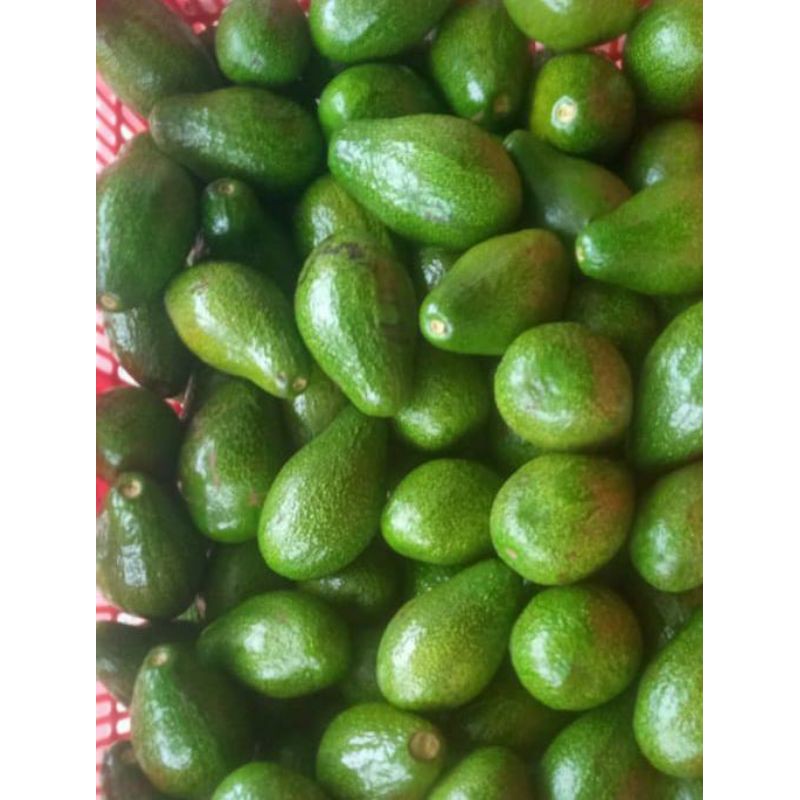 

Alpukat Mentega isi 3/4buah