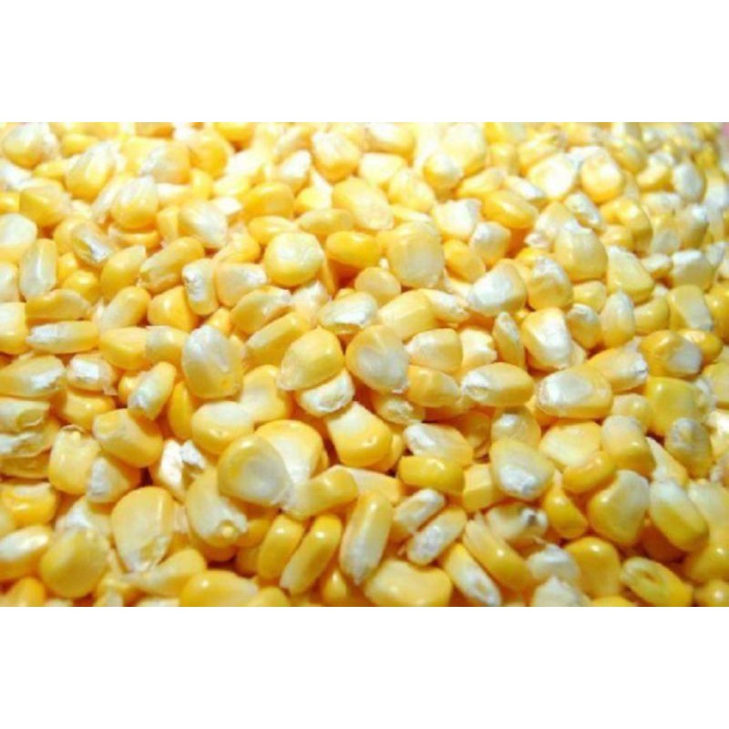 

jagung manis instant tinggal masak 500gr