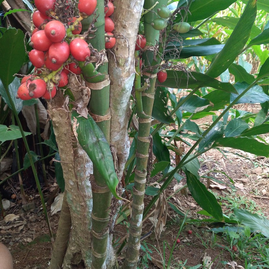 [PROMO] 5 Buah Pinang Merah Bibit Pinang Hias Pinang Mini