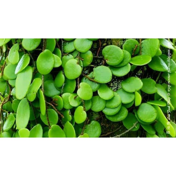 

Daun Sisik Naga - Obat Kencing Nanah