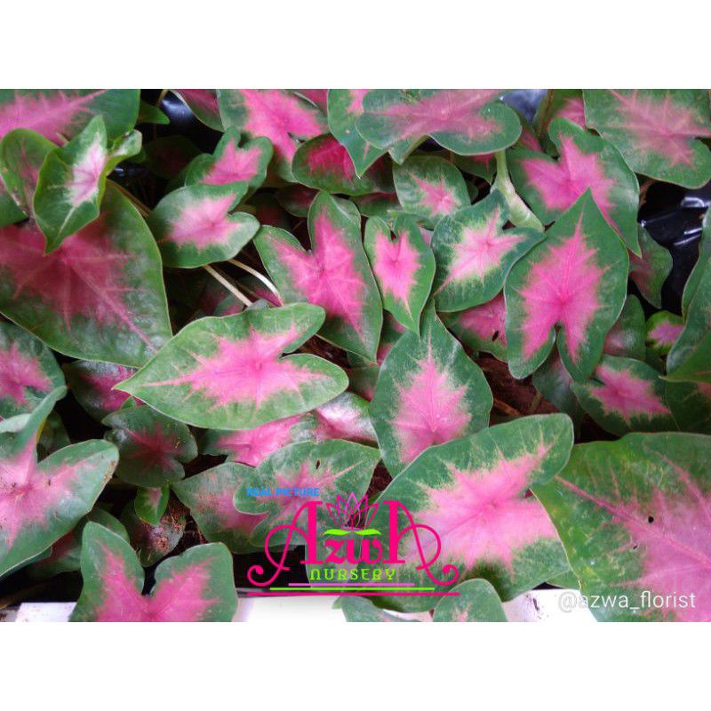 Tanaman hias keladi pink love — pohon keladi pink love