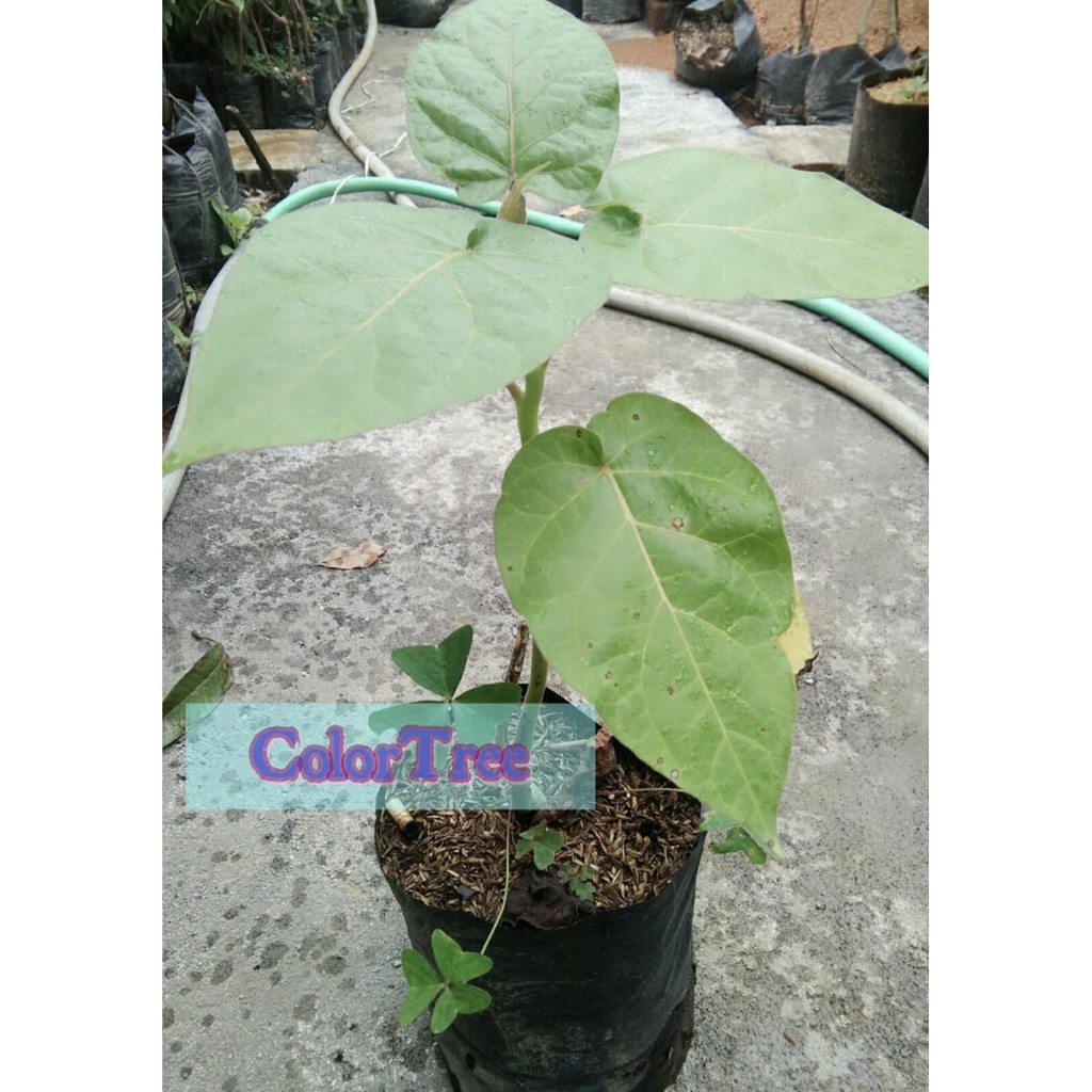 Tanaman Hidup Bibit Tanaman Buah Terong Belanda 50Cm U*