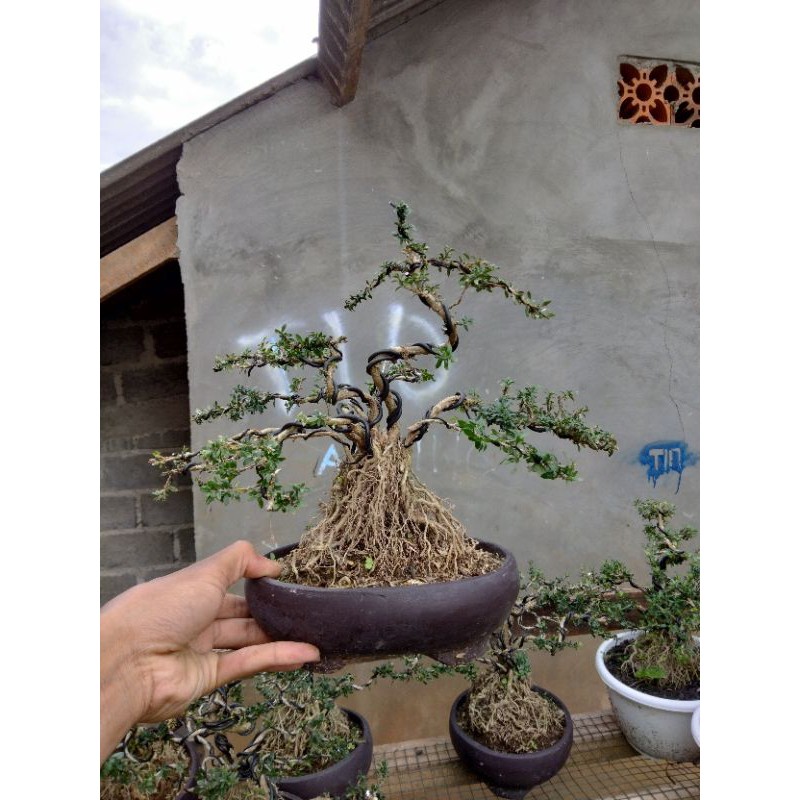 bonsai seribu bintang mikro - tanaman bonsai seribu bintang mikro