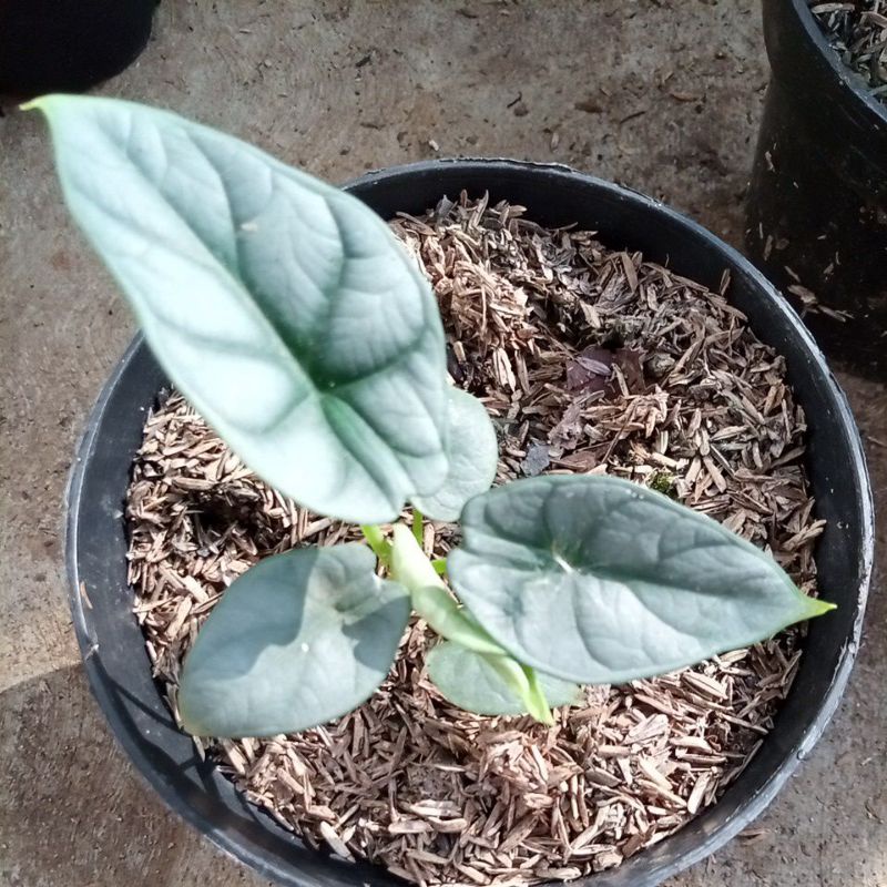 keladi tengkorak/ alocasia dragon silver