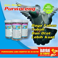 ISI 30 BUTIR JAMU MERPATI RAJA PURWOCENG HERBAL ALAMI-JAMU MERPATI KOLONGAN-JAMU MERPATI BALAP-JAMU