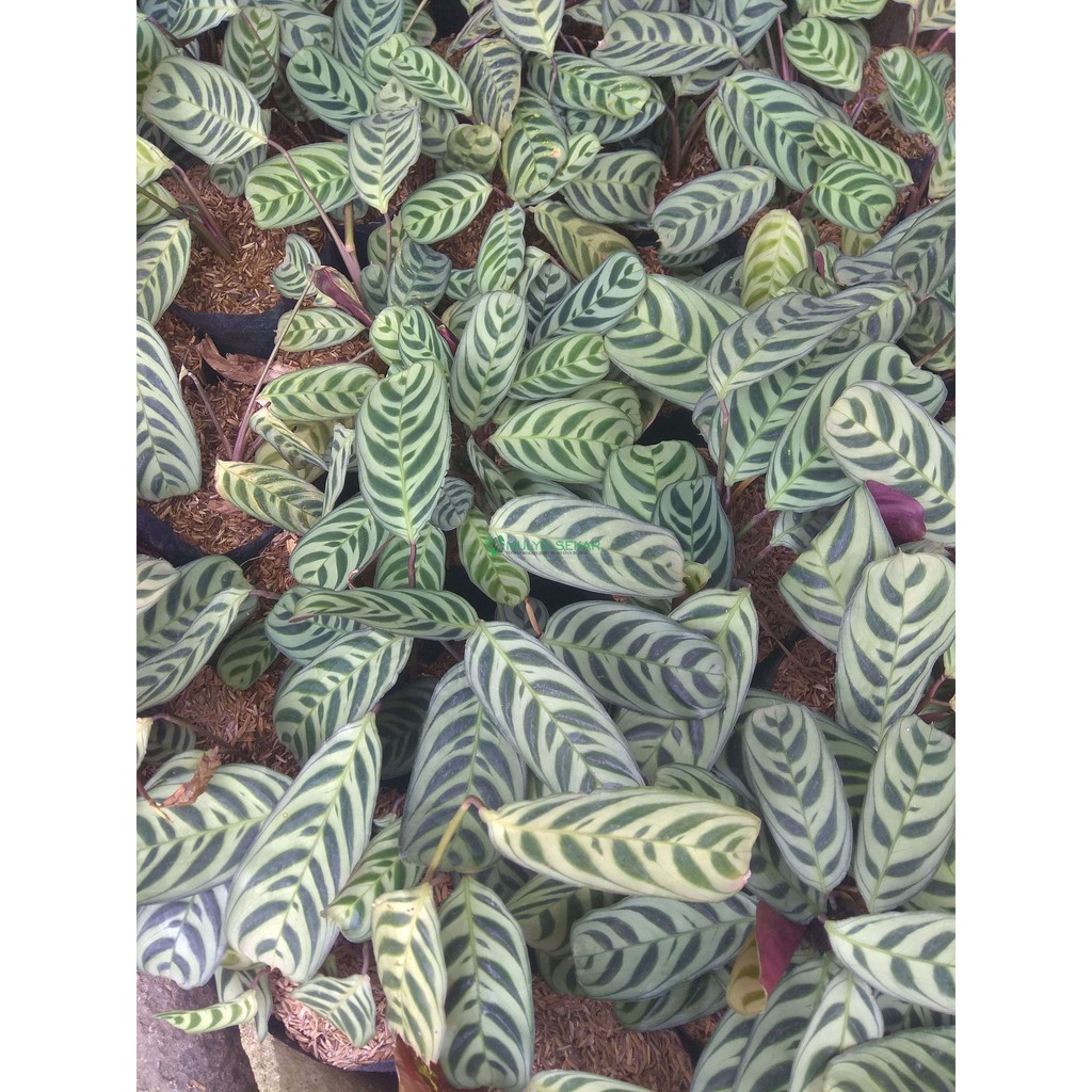 calathea burlemarx-kalatea sepat-tanaman hias daun