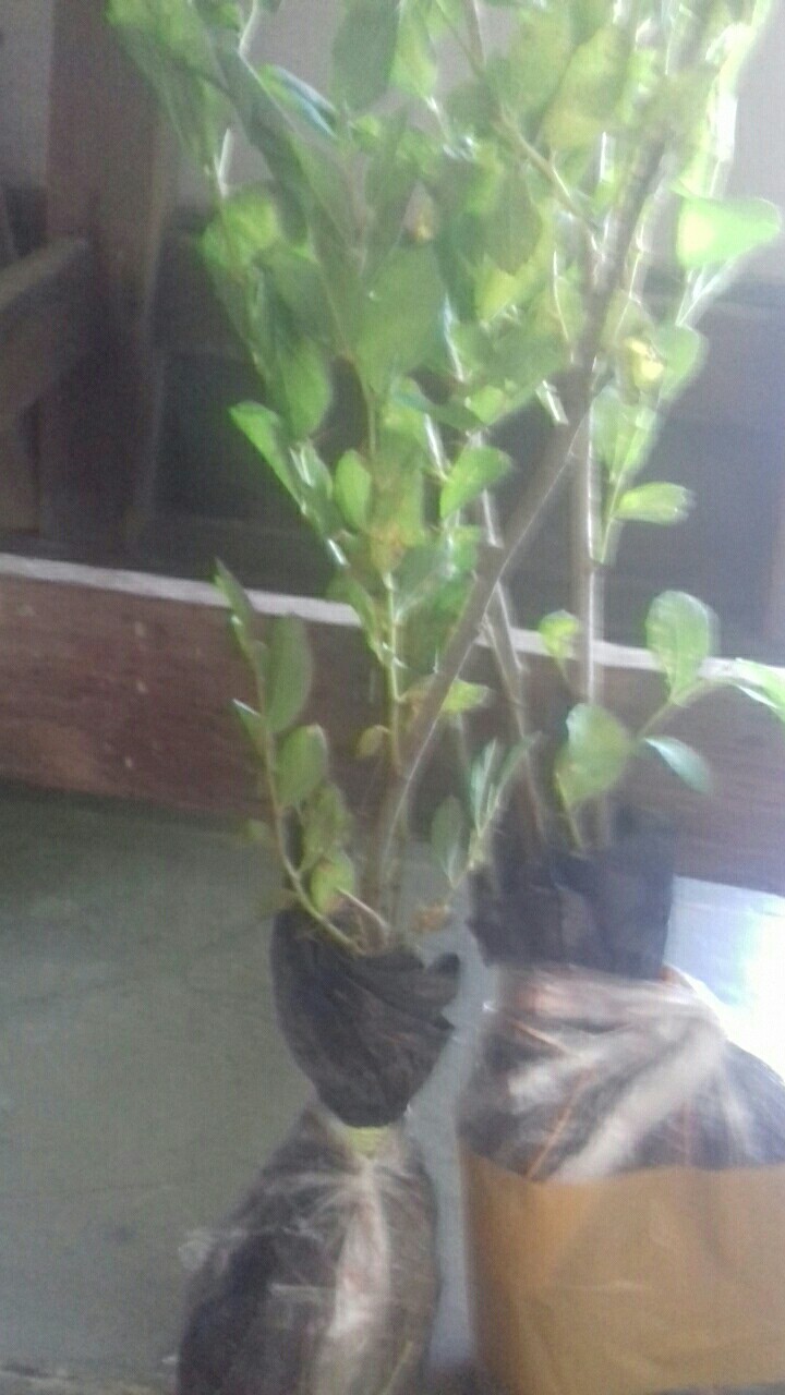 Bibit Bidara Arab/sidr 25-35cm