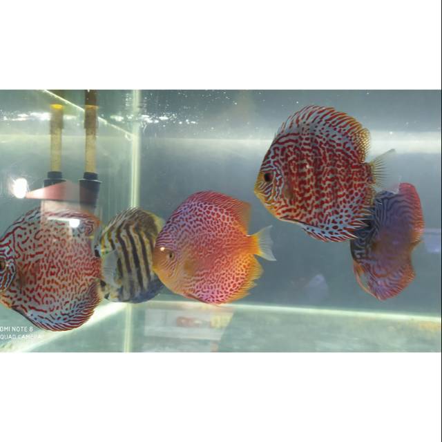Ikan Discus LSS - Leopard Snake Skin 4" Up