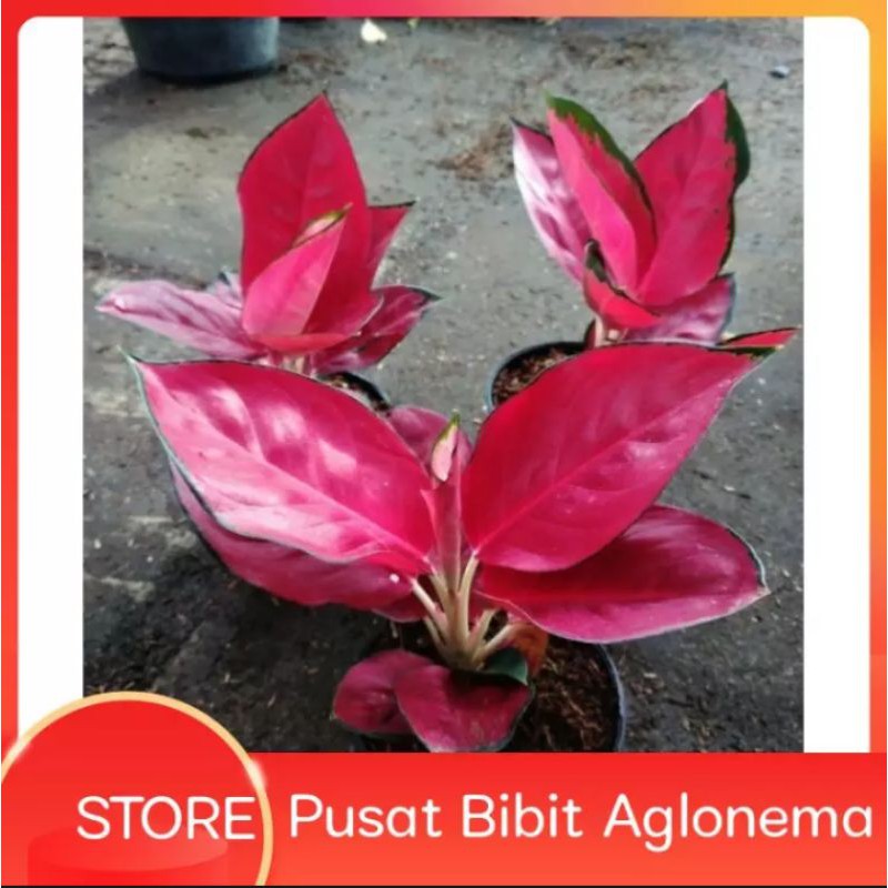 paket 3 bonggol aglonema suksom