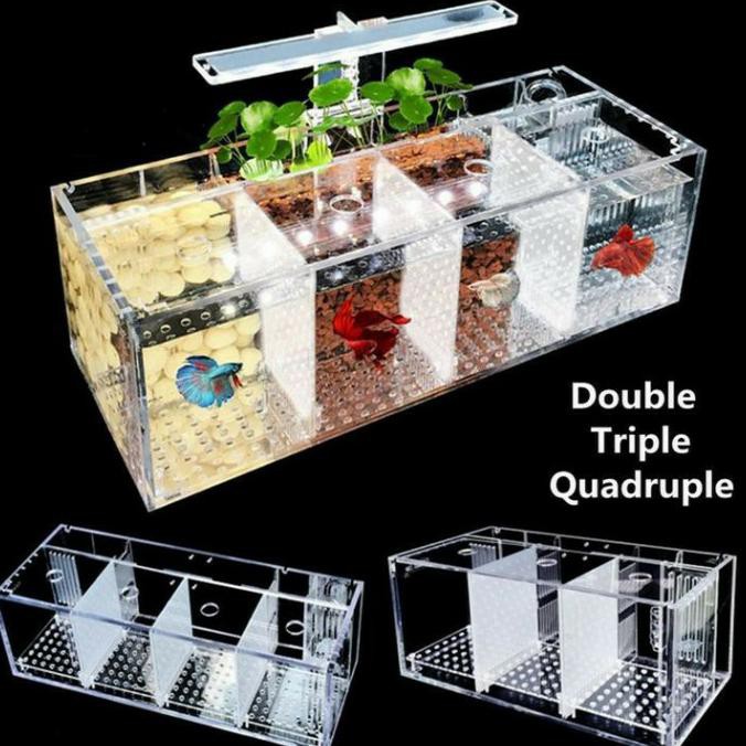 Soliter Akrilik Cupang Chamber Filter 60 X 15 X 25 Aquarium Mini Xedh6Mcxc2