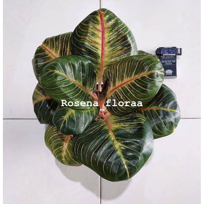 AGLONEMA GOLDEN SERAT AJISAKA VARIAN BEBY DAUN 1-2-3 PROMO 86%