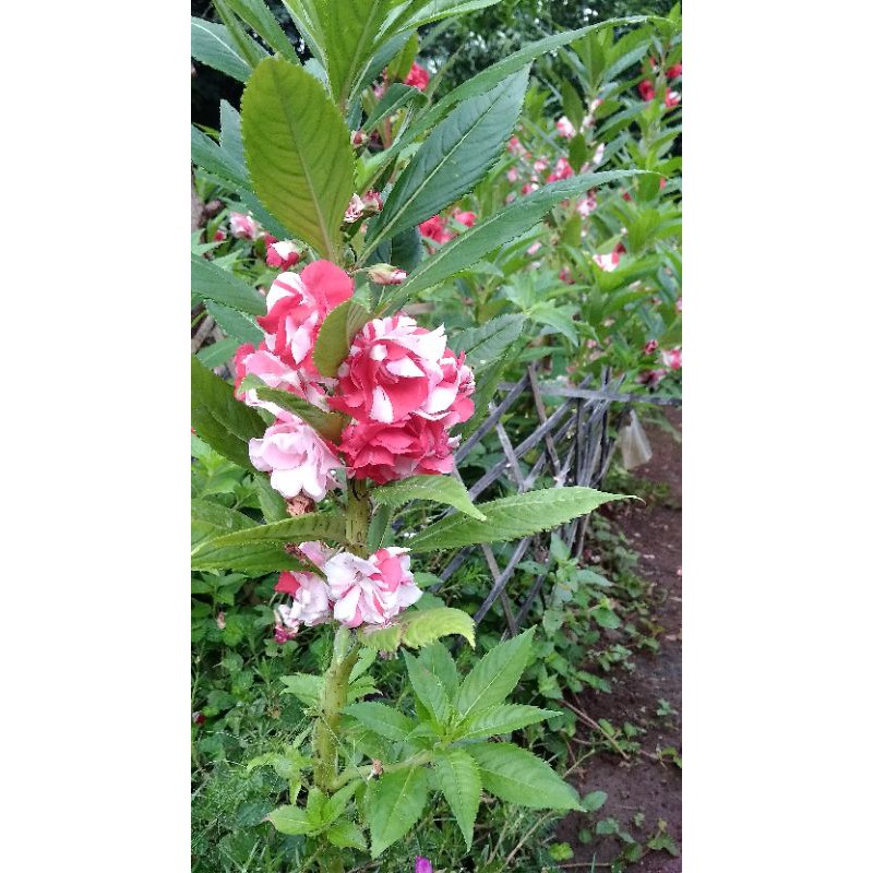 20 biji BENIH BUNGA PACAR AIR BALSAM SETANGKAI TUMPUK MIX MERAH PUTIH MEKAR BESAR