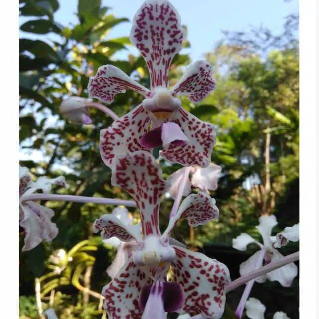 Anggrek Vanda Dewasa jumbo (Tricolor)