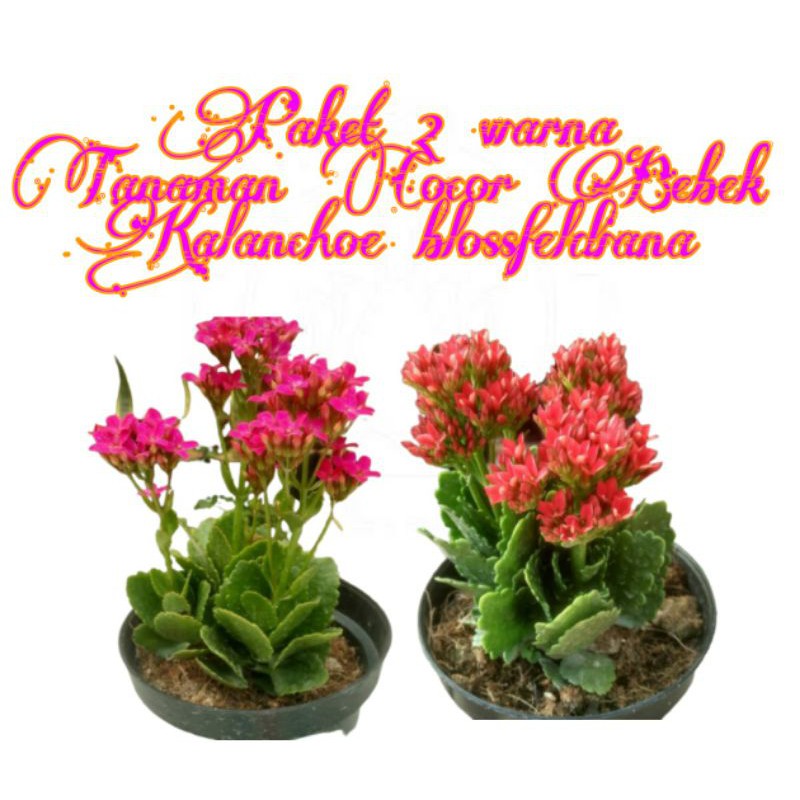 PAKET 2 WARNA TANAMAN COCOR BEBEK |KALANCHOE BLOSSFELDIANA | KUALITAS TERBAIK MURAH