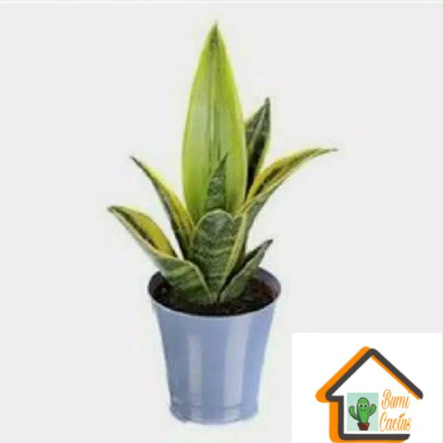 Tanaman hias sensivera golden flame