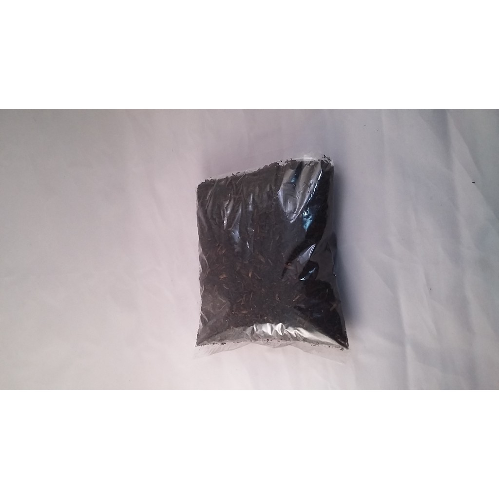 media tanaman hias bunga mawar kaktus sukulen