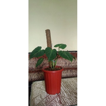Philodendron Gloriosum 8 daun