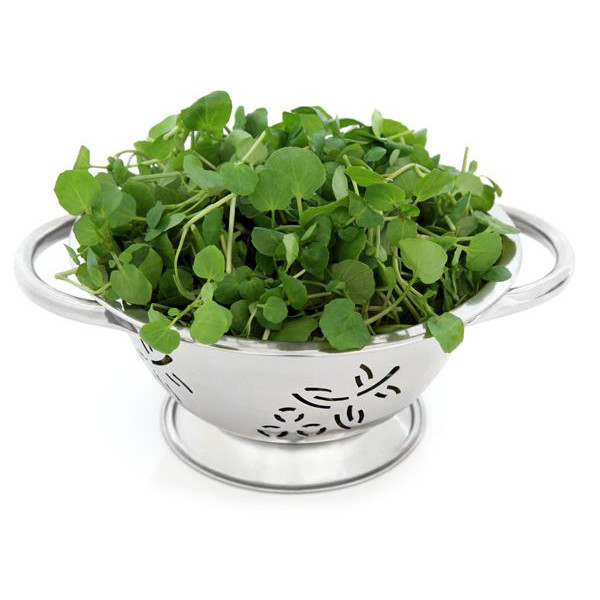 Paket Benih - Microgreen Watercress Aqua Salad Leaves Seeds - IMPORT