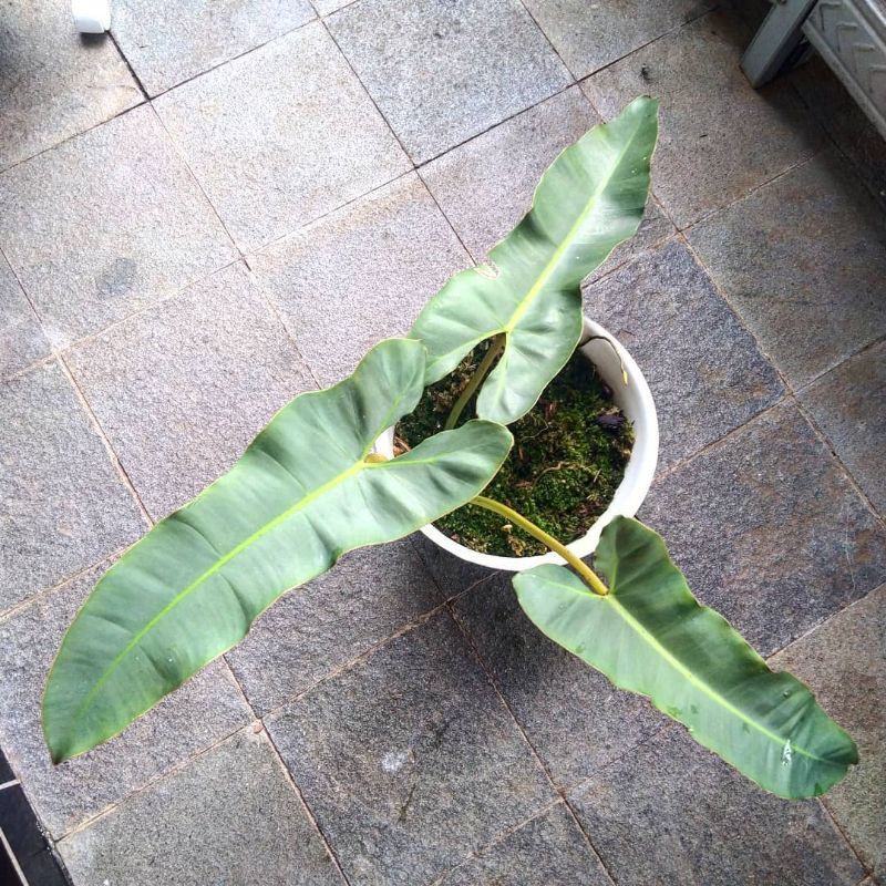 Philodendron Billietiae x atabapoense