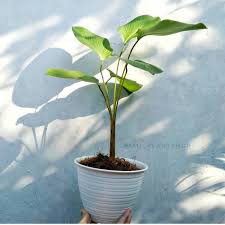 tanaman hias calathea pisang free pot-kalatea pisang-helocornia
