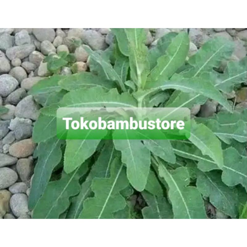 

Daun tempuyung segar 250 gram fresh petik langsung-az